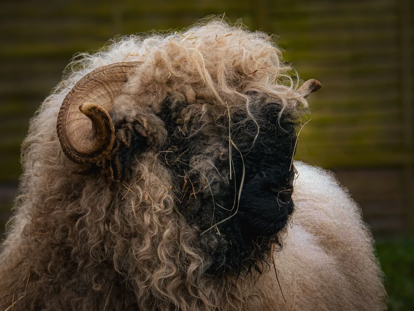 Close-up of a Valais Blacknose sheep showing its curly wool, black face, and spiral horn