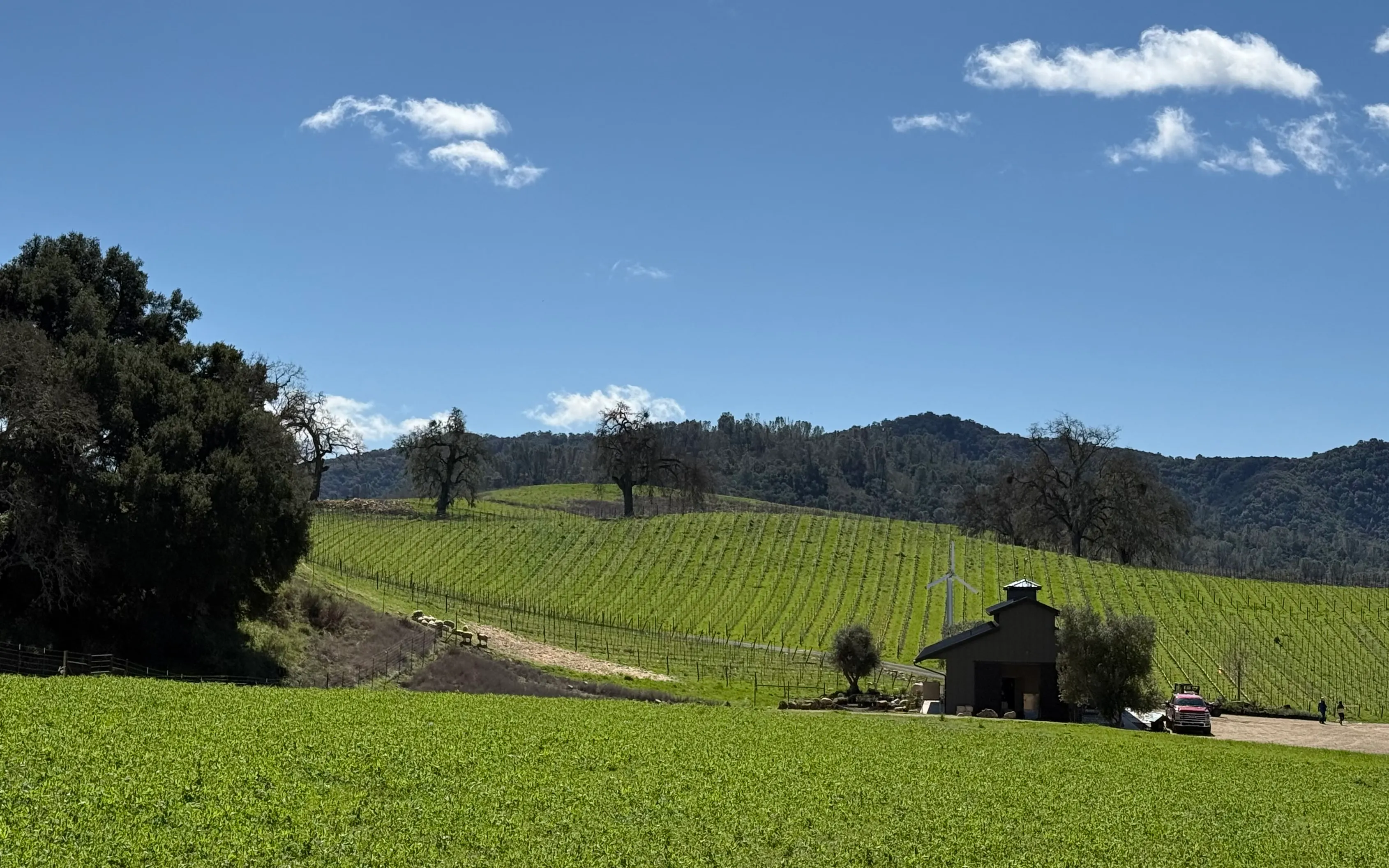 Rolling vineyard rows and oak-studded hills under a clear sky in Paso Robles wine country