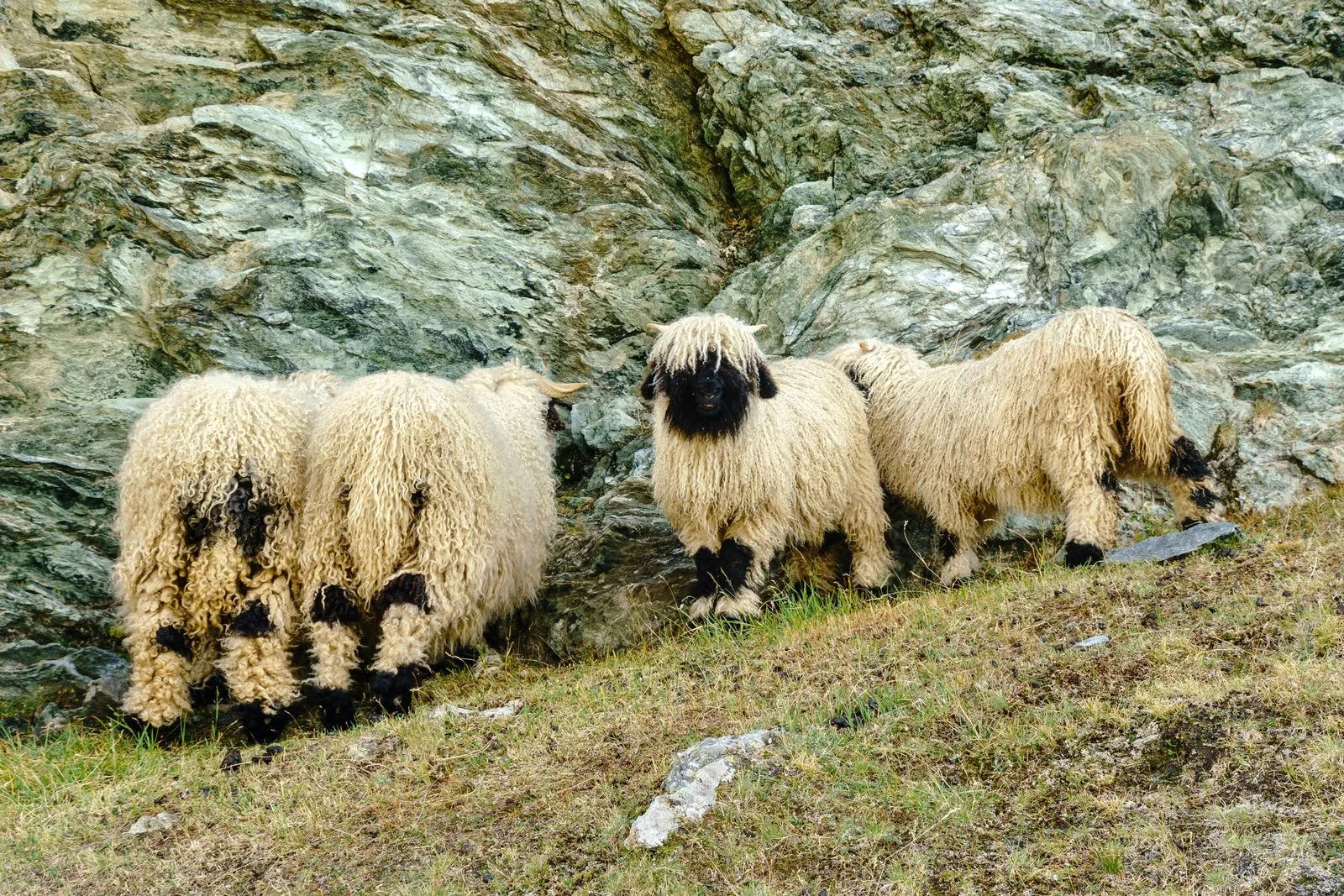 Valais Blacknose sheep on a rocky alpine pasture in the Swiss Alps